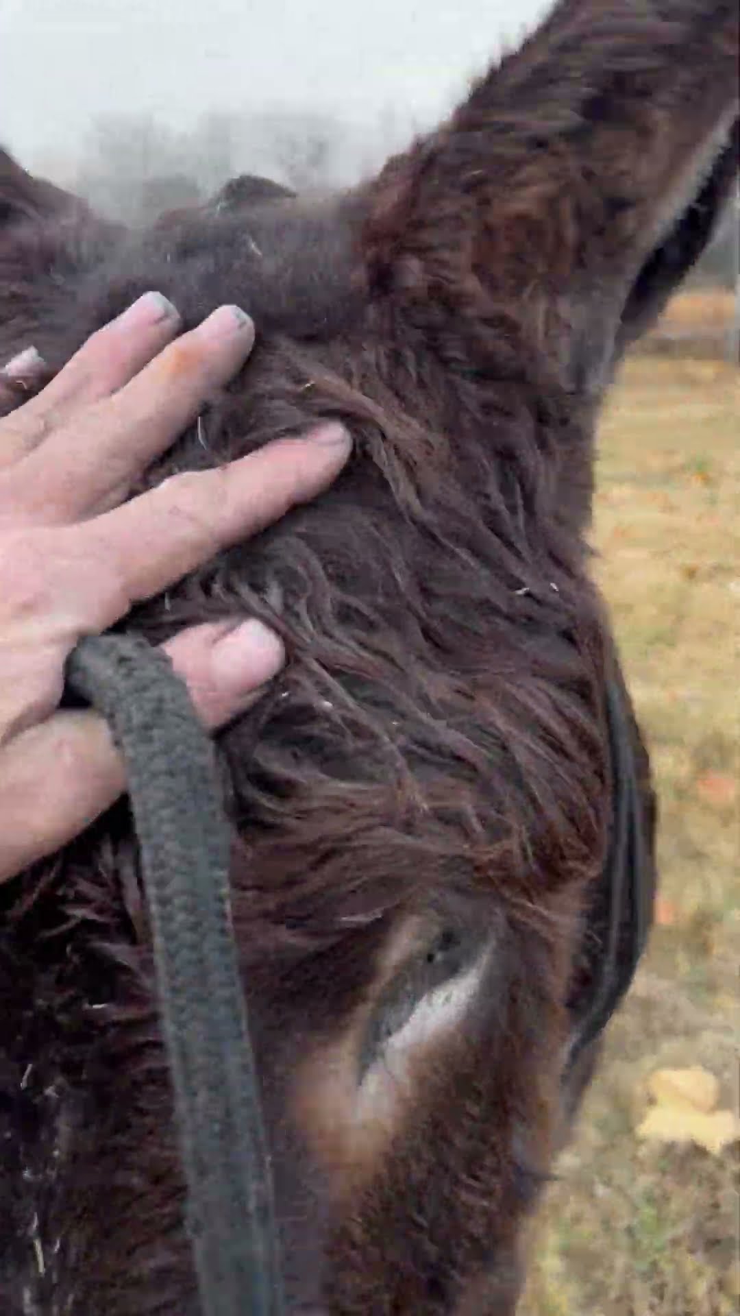 Blue Heeler Leads Donkey To Owner || ViralHog