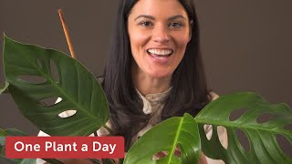 Monstera adansonii  (Swiss cheese plant) Houseplant Care — 34 of 365