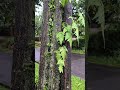 Kayu Hitam Viral // Kayu Eboni