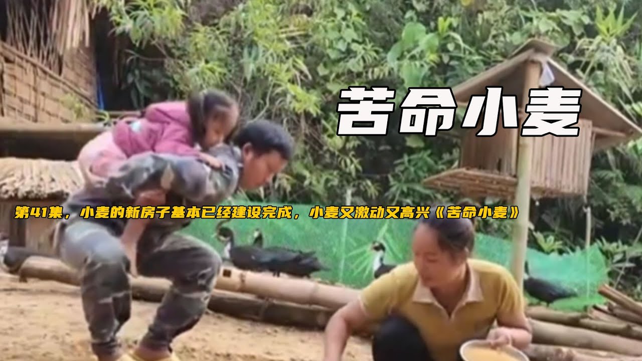 第41集，小麥的新房子基本已經建設完成，小麥又激動又高興《苦命小麥》