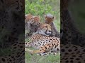 World’s fastest animal… but slowing down for the ones she loves most 🐆#wildlife#ytshorts#jungle