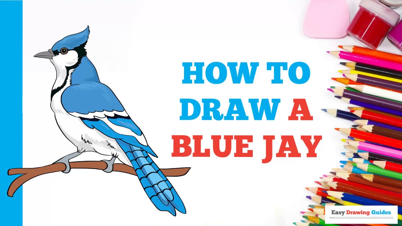 How To Draw A Blue Jay In A Few Easy Steps Drawing Tutorial For Kids And Beginners