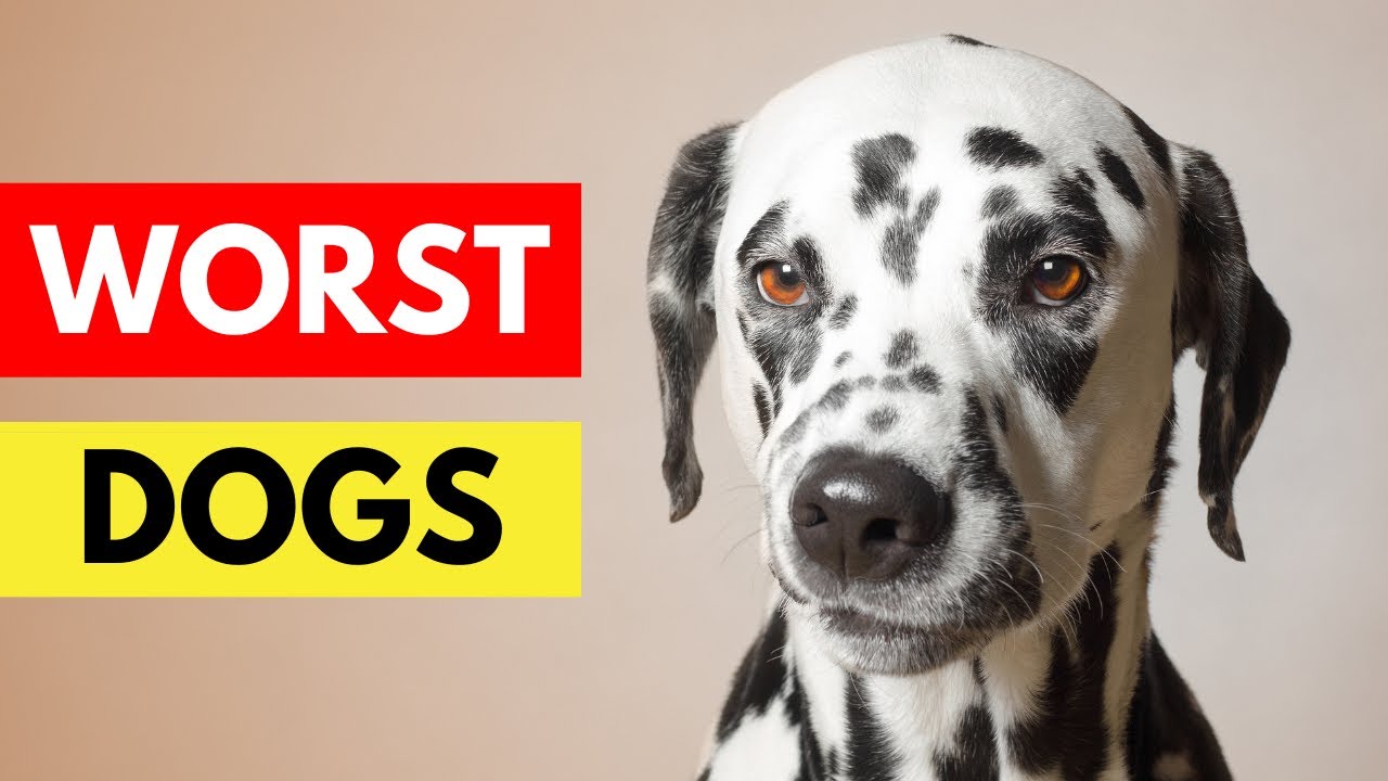 Worst Dogs For First Time Owners dogs pets dogbreeds doglovers 