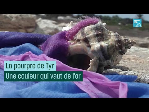 Vidéo: Clavé Pourpre