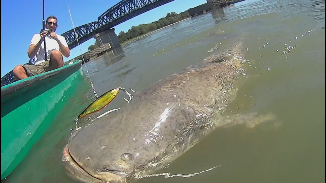 BIG CATFISH WITH VERTICAL JIG LURE HD by CATFISHING WORLD YouTube