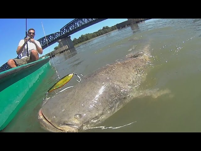 Vertical Jigging For Daytime Flathead Catfish 