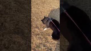 IMG 4044 ボールを取りに走っていったと思ったら、ボールは無視して匂いを取り回るアラレ