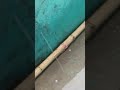 achank se barse mote mote ole in kosikalan