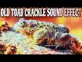 مؤثر صوتي لصوت طقطقة ضفدع عجوز