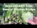 How to grow CELERY from Seed or Kitchen Scraps: Complete Growing Guide