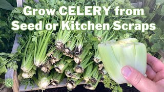 How to grow CELERY from Seed or Kitchen Scraps: Complete Growing Guide