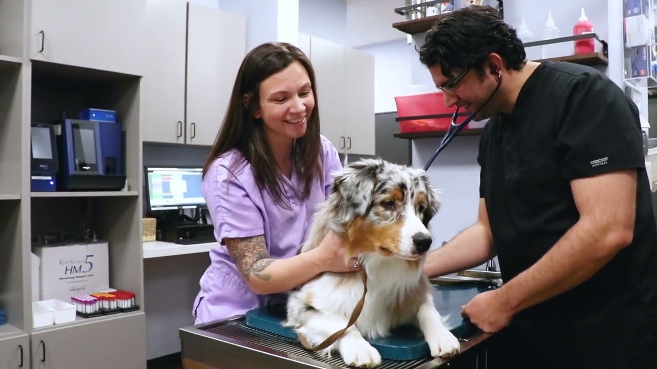 Guardian Veterinary Center | The Fable Company