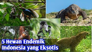 5 Hewan Endemik Indonesia yang Eksotis, Nomor 1 Lucu dan Pemalu