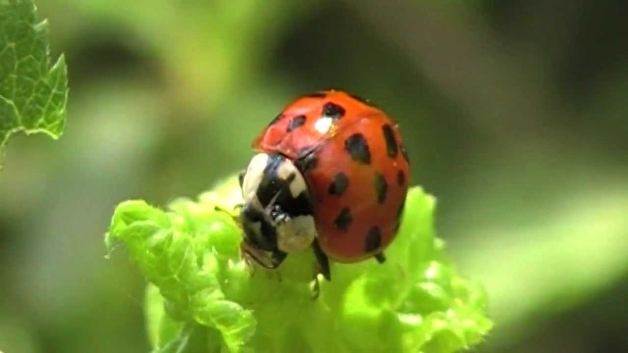 L Invasion Des Coccinelles Asiatiques Un Danger Youtube