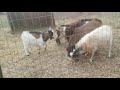 Goats eating pie. Boy goats fighting over apple pie #thanksgiving #mcminteracres #COUNTRYLIFE #cute