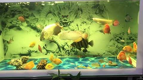 Ghép Cá rồng thả cộng đồng không thấy đánh nhau