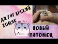 Джунгарский хомяк - новый питомец | Хомяки | Контейнер для хомяка