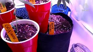 21 and Older!! VEG TENT UPDATE!!