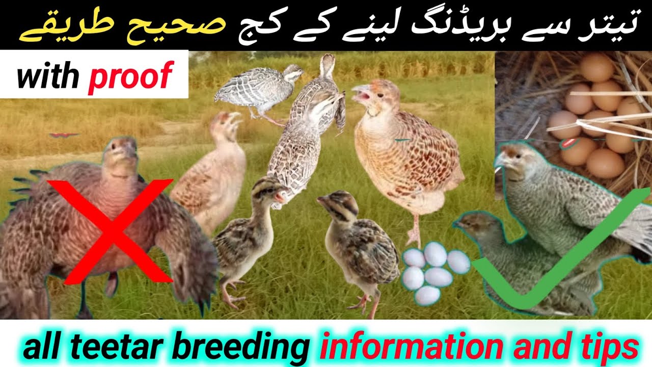 teetar breeding formula | teetar breeding information | teetar breeding tips | teetar breeding