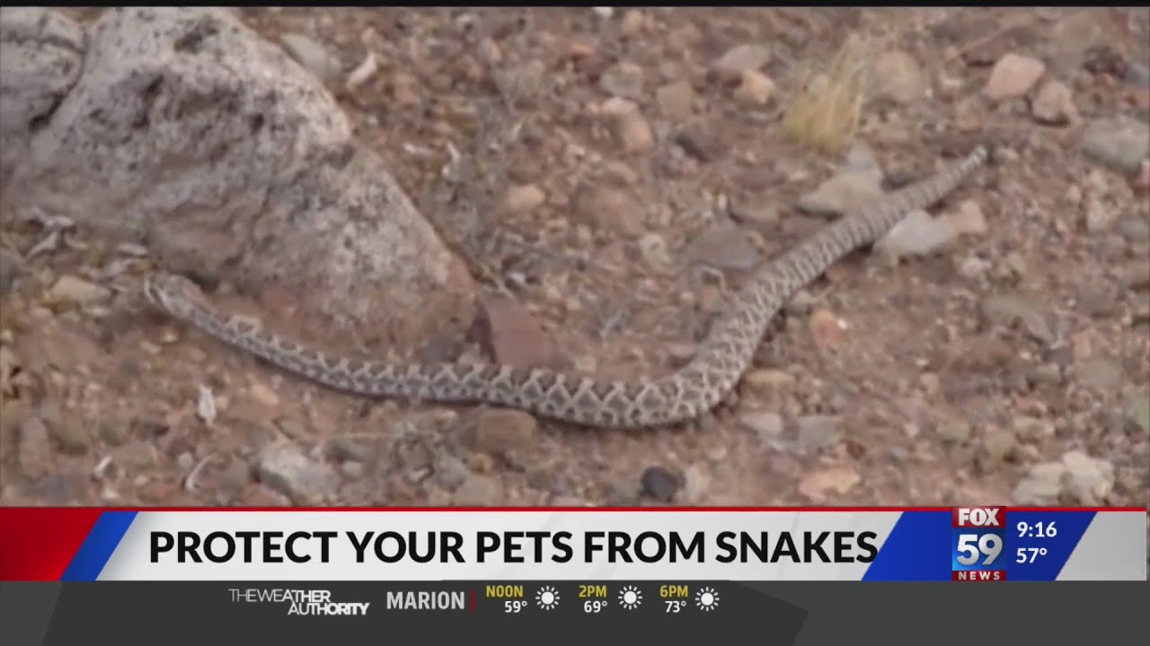 Protect your pets from snakes