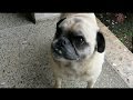New Car and Pugs