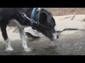 Tranquil River Puppy Drinking (YTO 61 Day 305) image