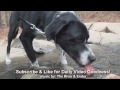 Tranquil River Puppy Drinking (YTO 61 Day 305) images