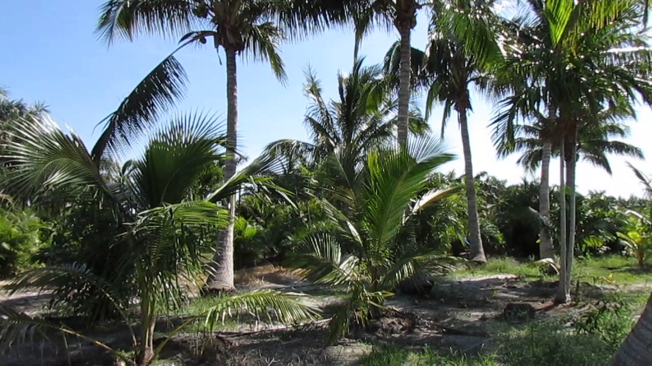 Coconut Palms, Part 3 Juveniles to Maturity YouTube