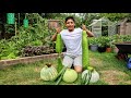 Time To Harvest Bangladeshi vegetable (part 1) | Ali Raja Garden Tour 2020