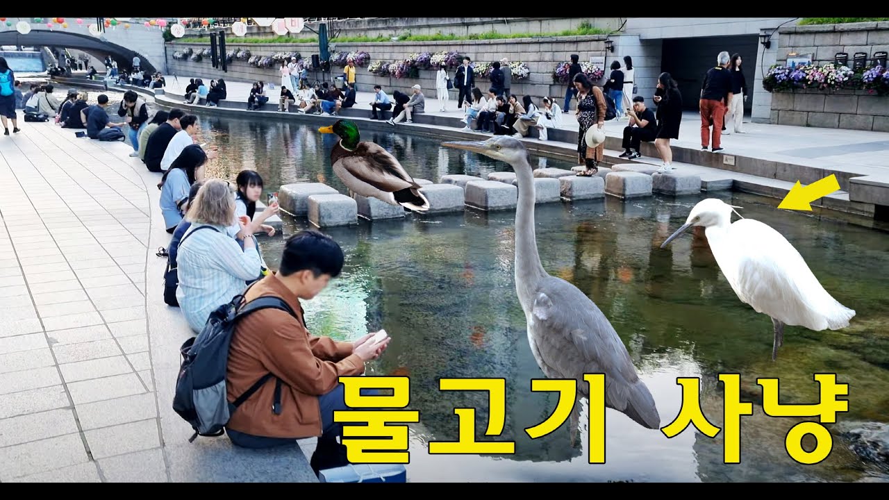외국인들이 청계천을 신기해하는 이유?  🦢🦢🦆/ 역대급 볼거리 / 물고기사냥 / 오리 네친구 #청계천 #travel #seoul #korea #외국인반응