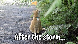 Trying to take my cat for a walk in the unpredictable weather【日本語CC】