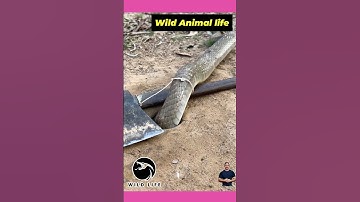 I Caught 4 Snakes in 1 Week with My DIY Snake Trap!