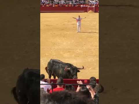 Vídeo: La corrida de toros és un esport?