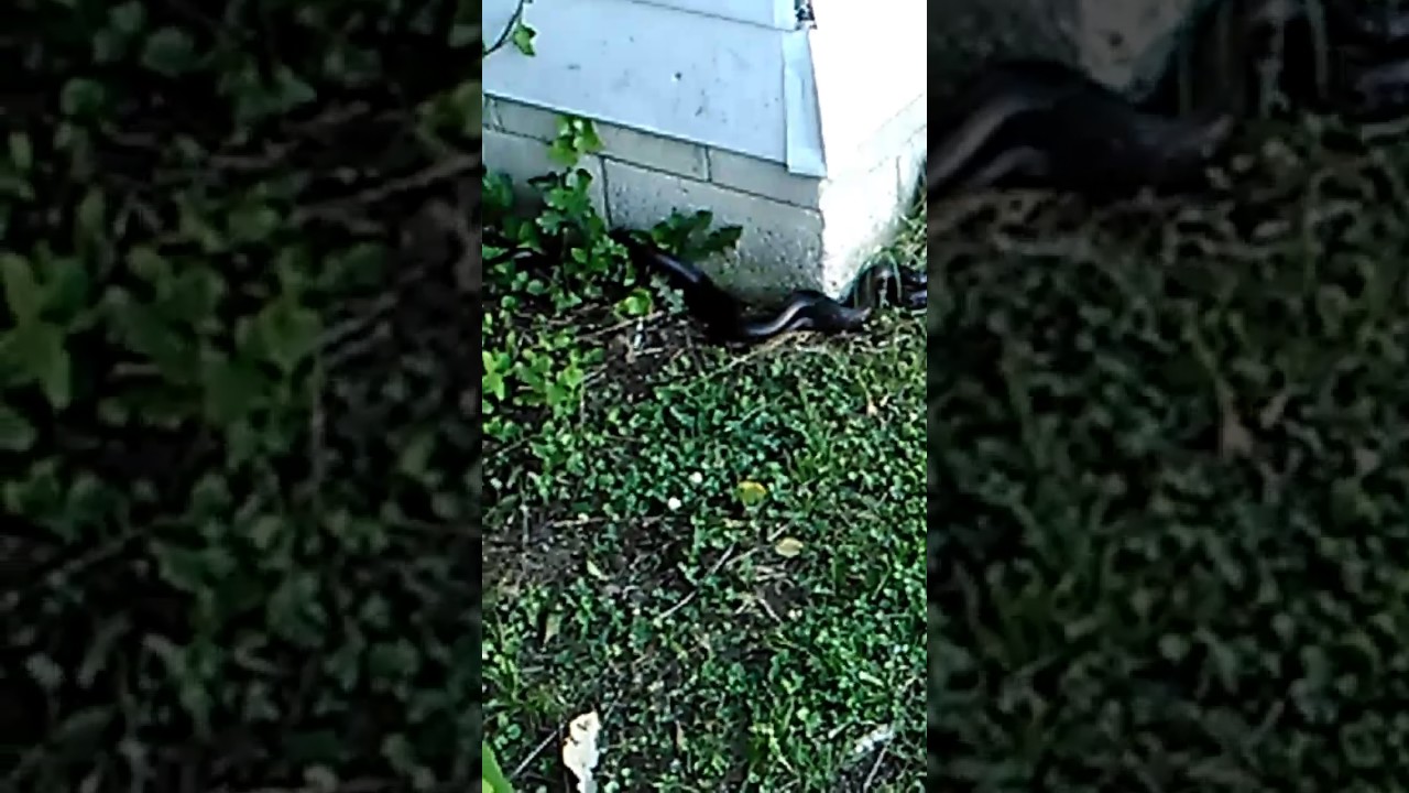 camera iphone 8 plus apk PitzTop Lawncare #3 part 2 black rat snakes