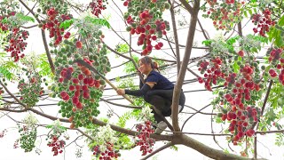 Harvesting Chinaberry Tree  A Fruit Known As The Fruit Of Immortality Goess to market sell