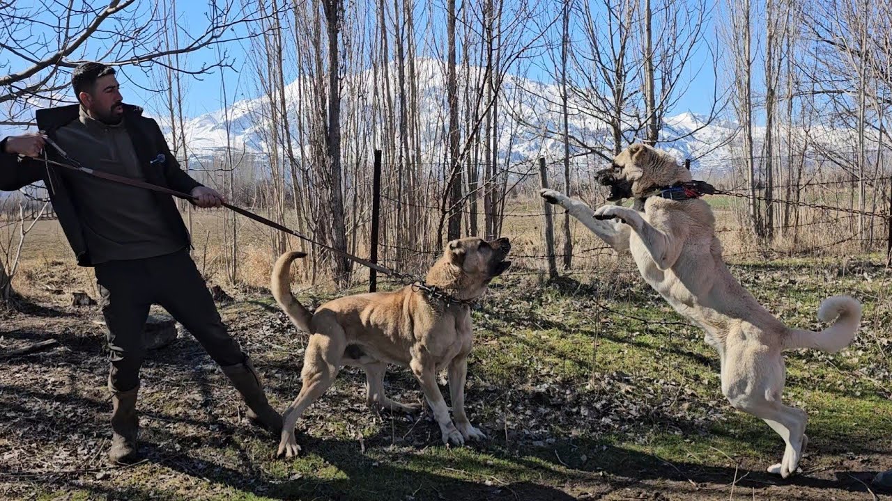 İKİ KARDEŞ İLK KEZ BİR ARAYA GELDİ ~KEŞİN KARDEŞİ DE KEŞ GİBİ DELİ ÇIKTI ~LİDERLİK MÜCADELESİ 