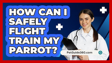 How Can I Safely Flight Train My Parrot? - PetGuide360.com