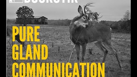 Deer Gland Lure for Mock Scrapes - BuckStik System