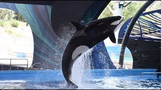 Orca Encounter (Full Show) - SeaWorld San Antonio - May 14, 2023