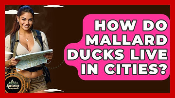 How Do Mallard Ducks Live In Cities? - Exploring Campgrounds
