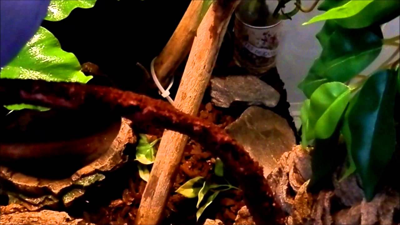 reptiles concept Reptile/amphibian room August 2014