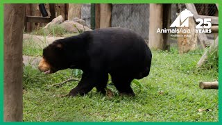 Sun Bear David Is Still Happy After His Leg Was Amputated | Animals Asia