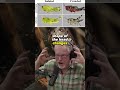 The Astonishing Transformation of Grasshoppers into Cannibalistic Locusts - Joe Rogan #1369