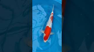 Ogata Doitsu Kohaku Nisai #koi #koifish #fish #koipond #carp
