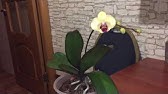 Удобрение для орхидей. Когда удобрять фаленопсис. - YouTube