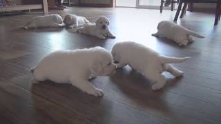 FUNNY PUPPIES having a FIT KEEP SLIPPING by Pup Property 9,993 views 6 years ago 3 minutes, 6 seconds