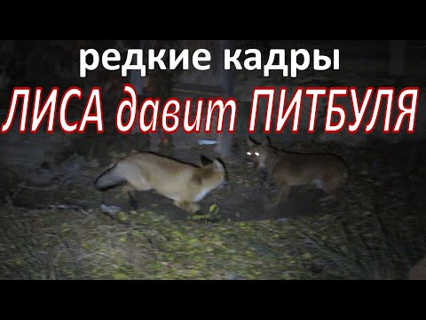 Лиса РАЗОЗЛИЛАСЬ против Собаки и Кота!!!Лиса в деле!