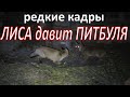 Лиса РАЗОЗЛИЛАСЬ против Собаки и Кота!!!Лиса в деле!