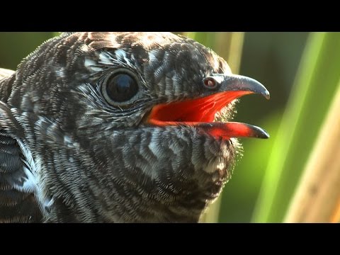 Wideo: Który Ptak Składa Największe Jaja