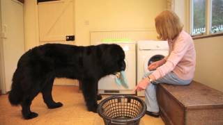 Chloe The Newfoundland  Personal Assistant and Home Help